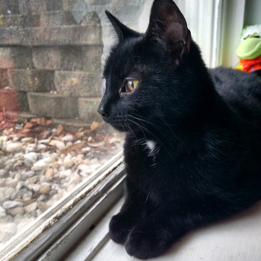 Meet your Posher, Gillian